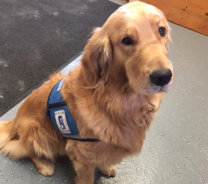 doggy daycare near winona mn
